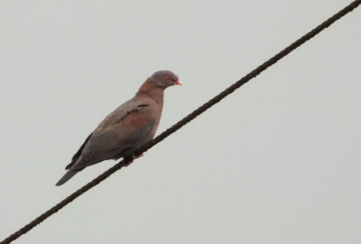 Red-billed Pigeon - Heath Harlan