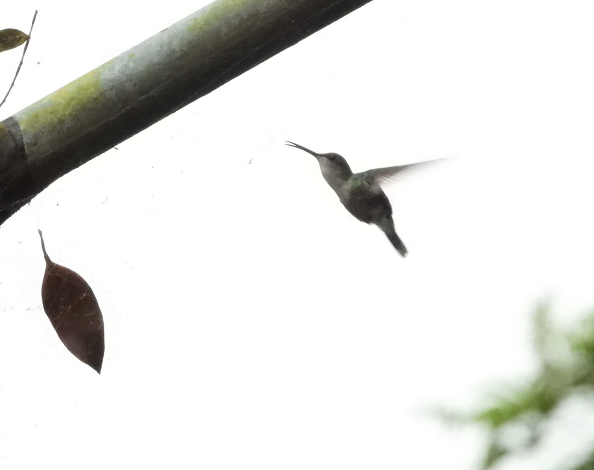 Colibri à tête violette - ML610891160