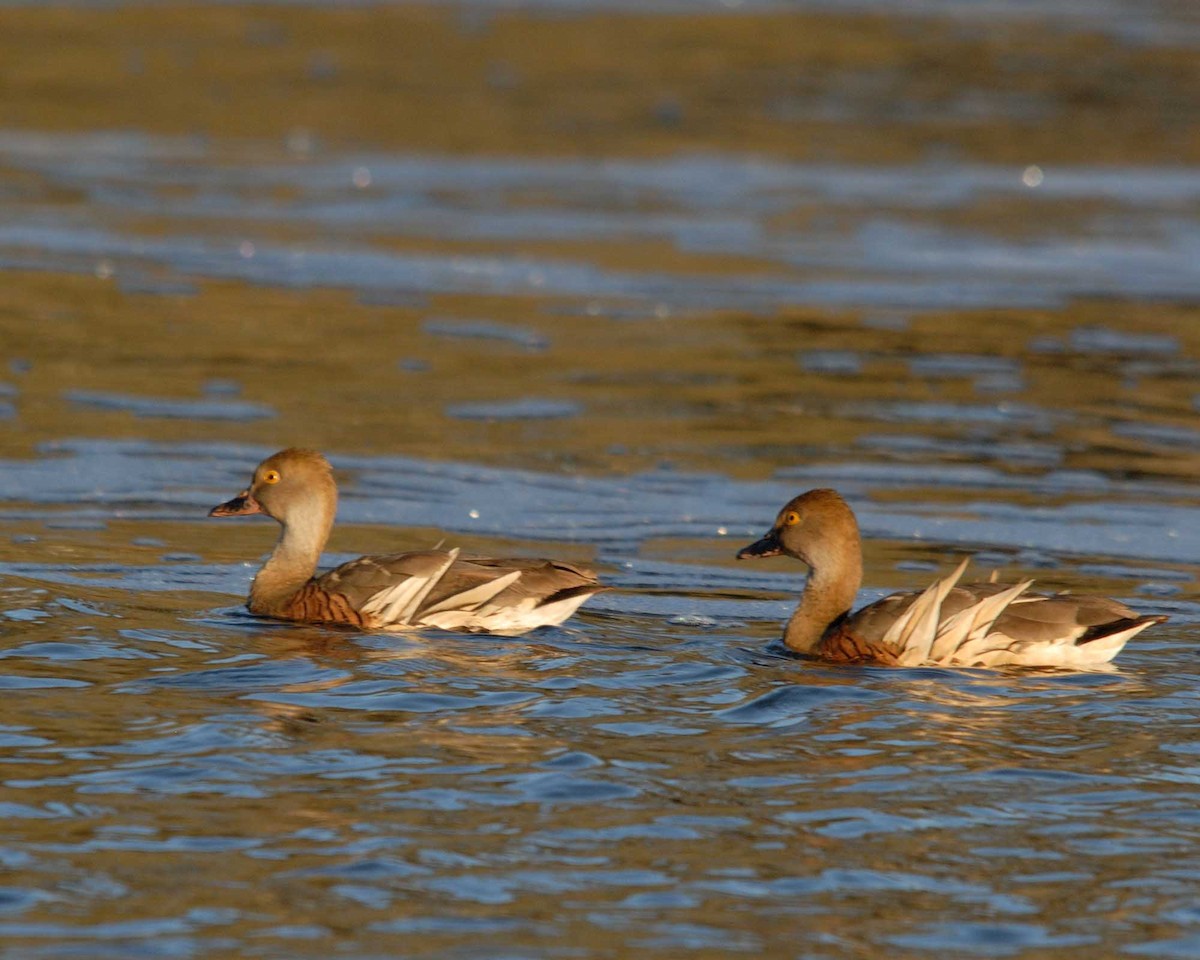 Plumed Whistling-Duck - ML610891180