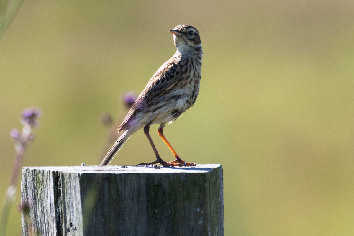 Australian Pipit - Walter Beyleveldt