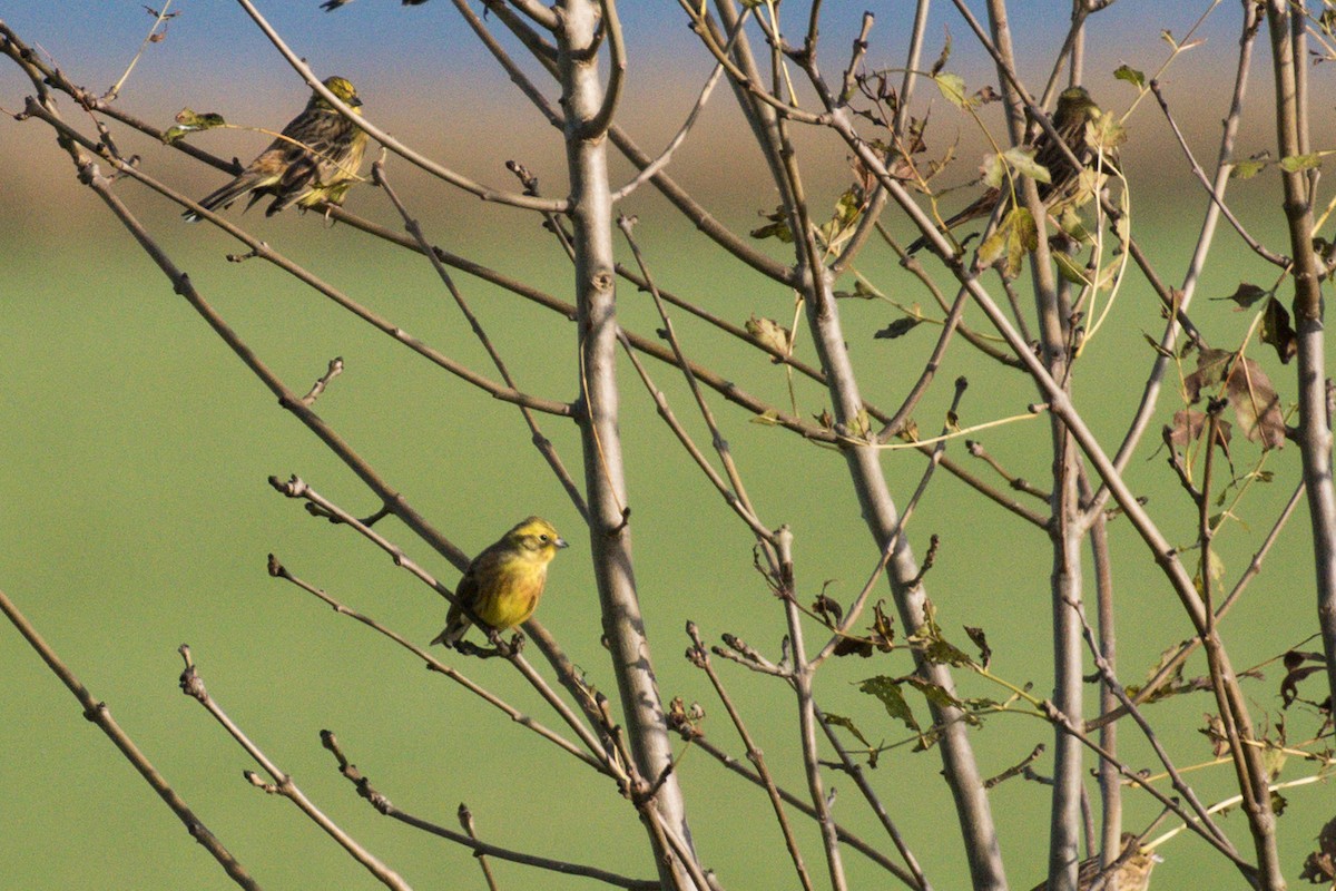 Yellowhammer - ML610891198