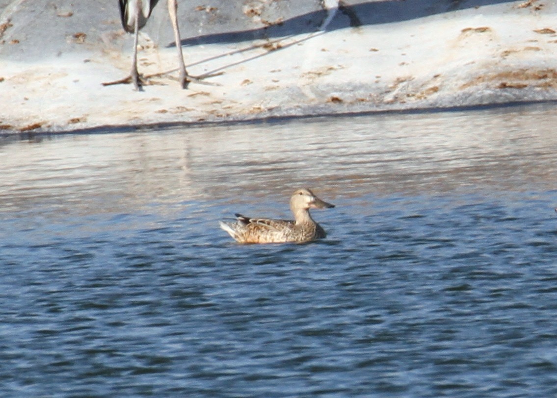 Northern Shoveler - ML610891203