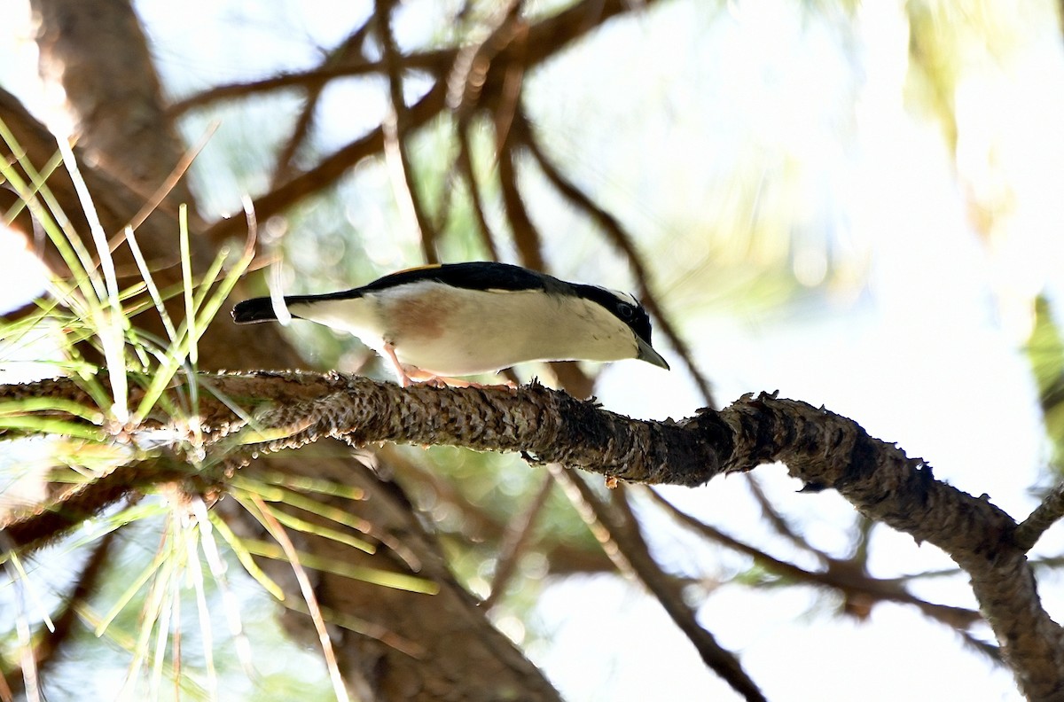 White-browed Shrike-Babbler (Dalatwürgervireo) - ML610891215