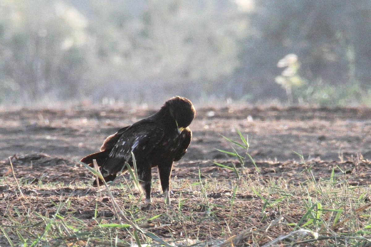 Greater Spotted Eagle - ML610891241