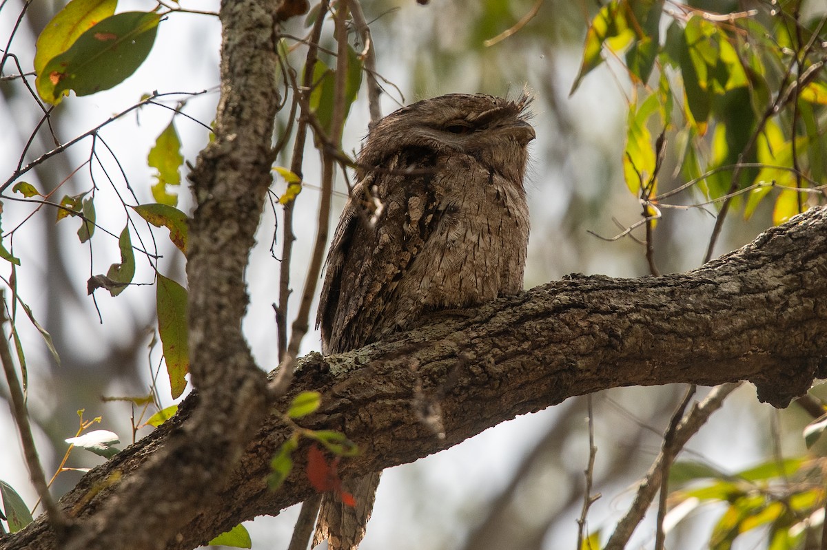 Tawny Frogmouth - Ken&Fay Broten