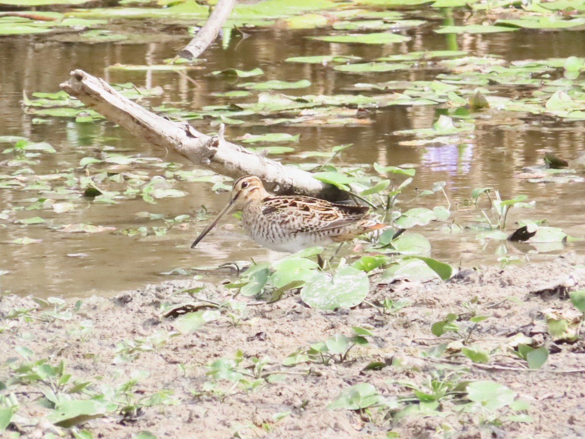 Latham's Snipe - ML610891402