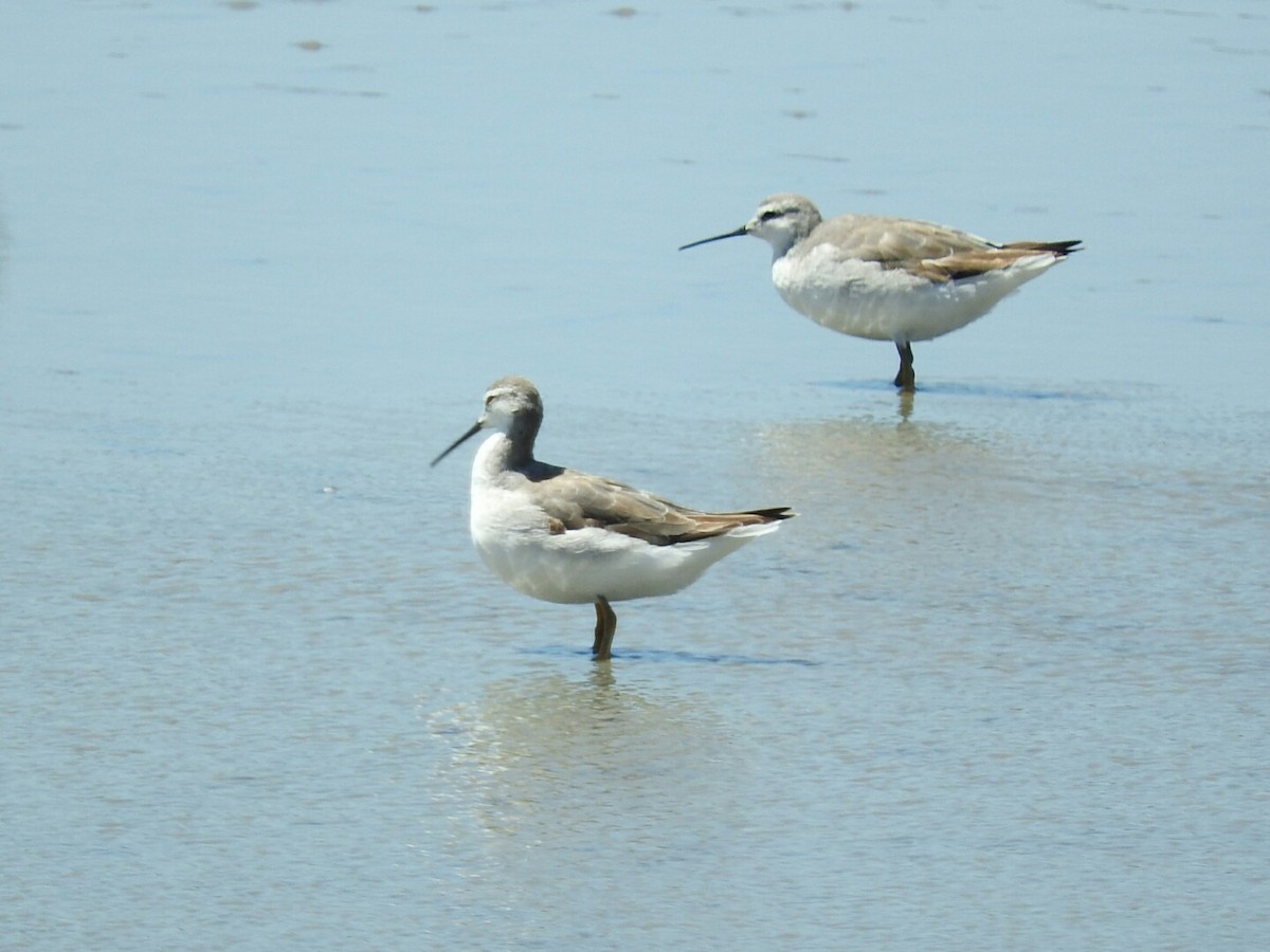 Phalarope de Wilson - ML610891516