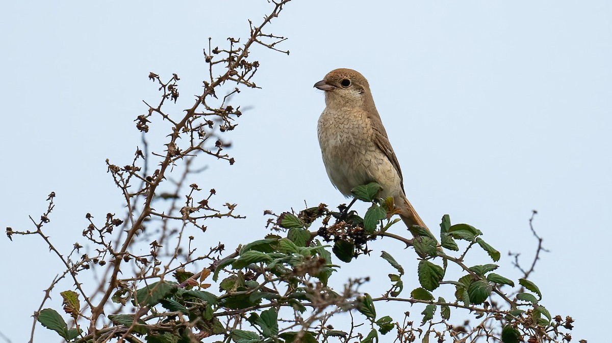 Isabelline Shrike - ML610891622