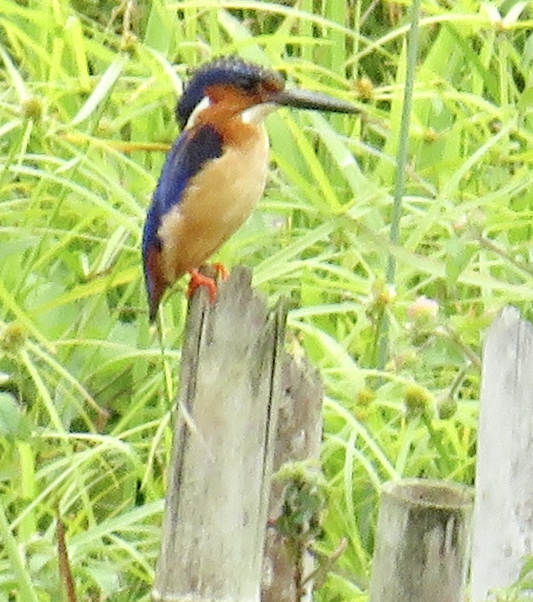 Malagasy Kingfisher - ML610891640