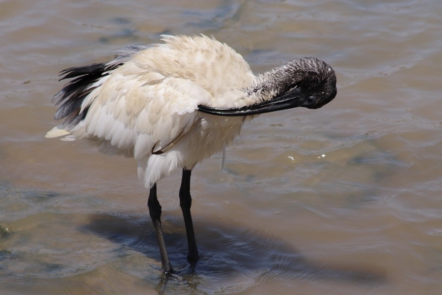 Ibis à cou noir - ML610891649