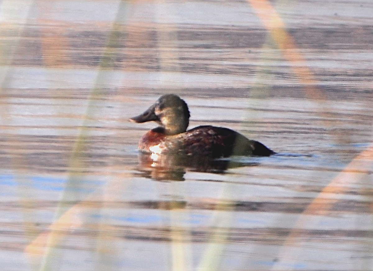 Andean Duck - ML610891663