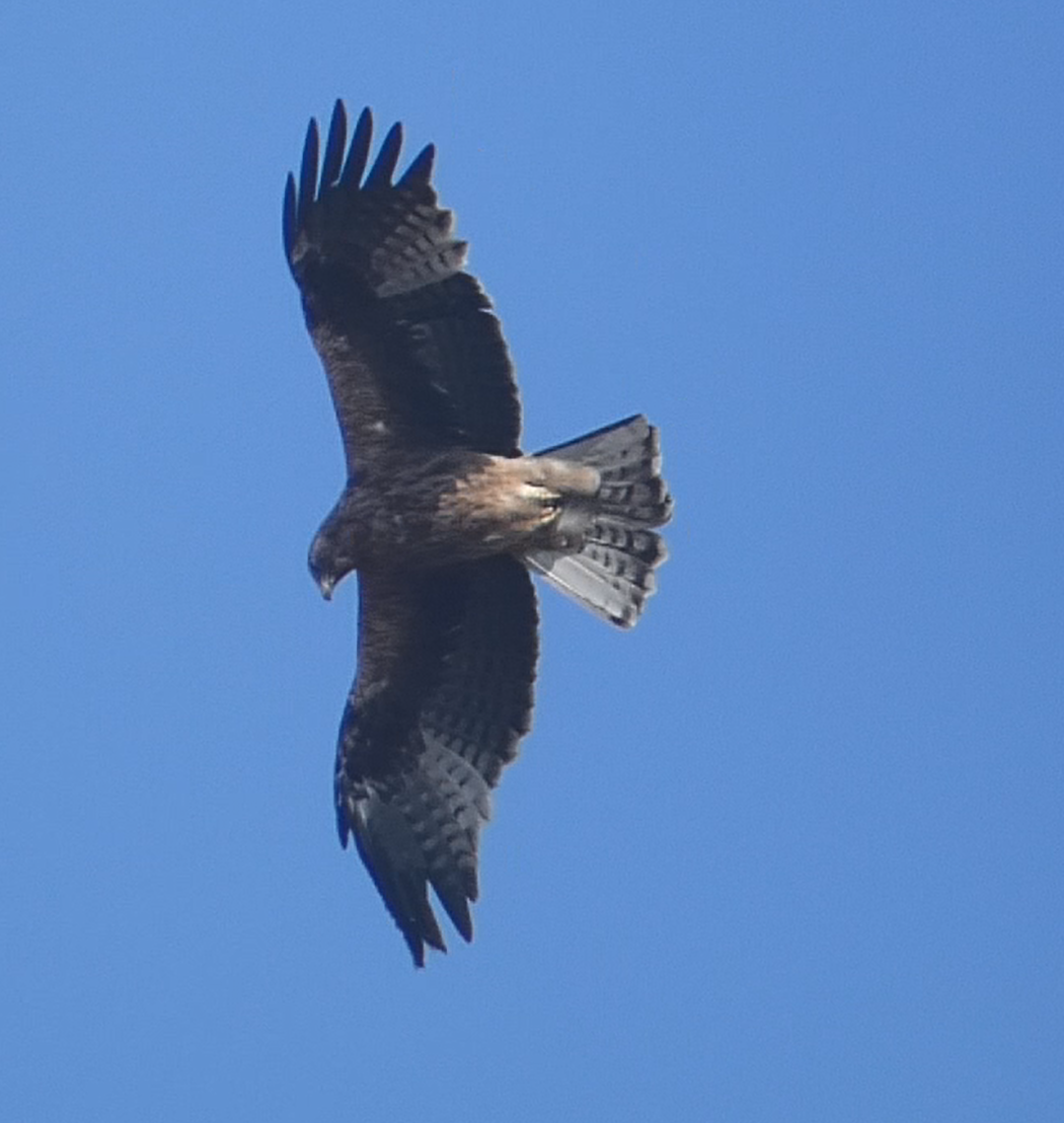 Booted Eagle - Arend van Riessen