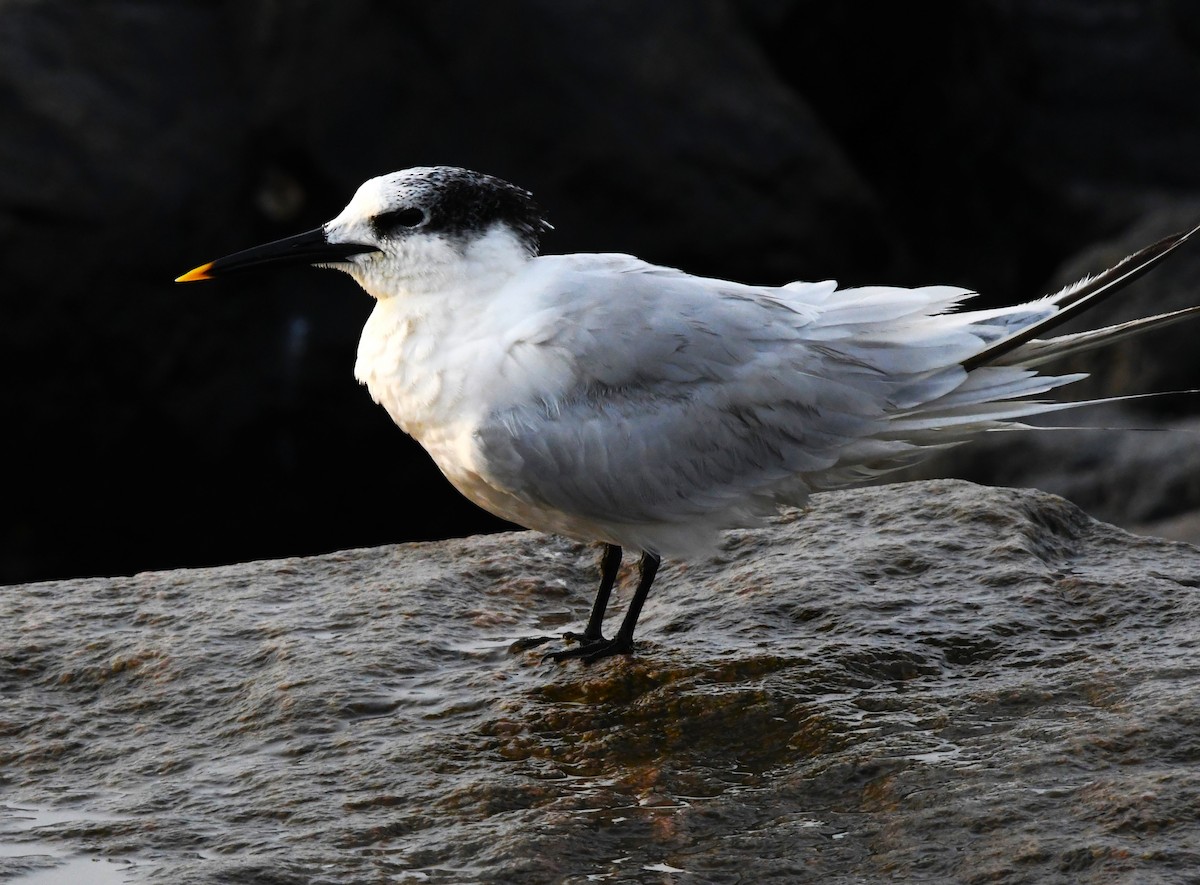 Sandwich Tern - mathew thekkethala