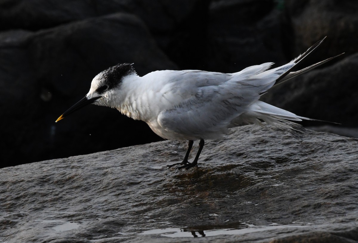 Sandwich Tern - ML610891720