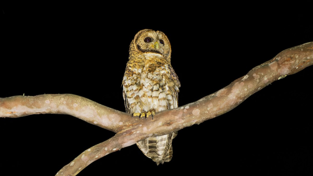 Rusty-barred Owl - ML610891721