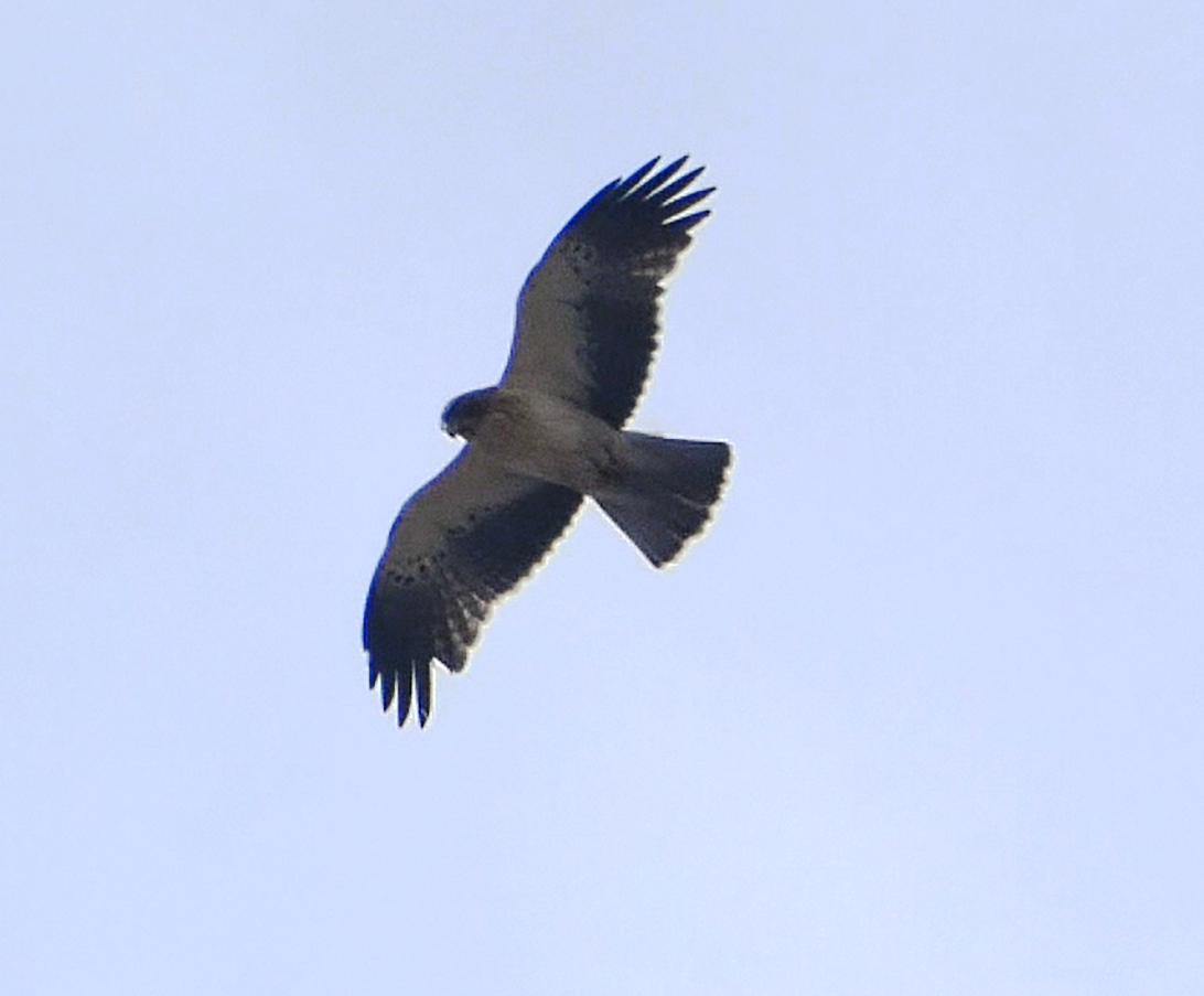 Águila Calzada - ML610891737