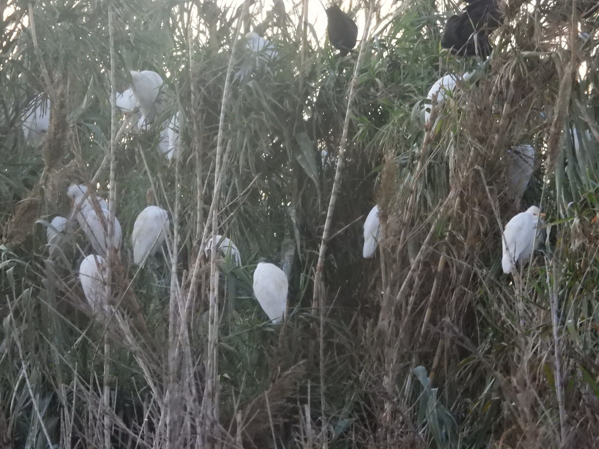 Western Cattle Egret - ML610891754