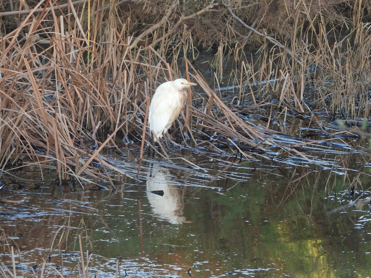 Western Cattle Egret - Maria João Marques Gomes