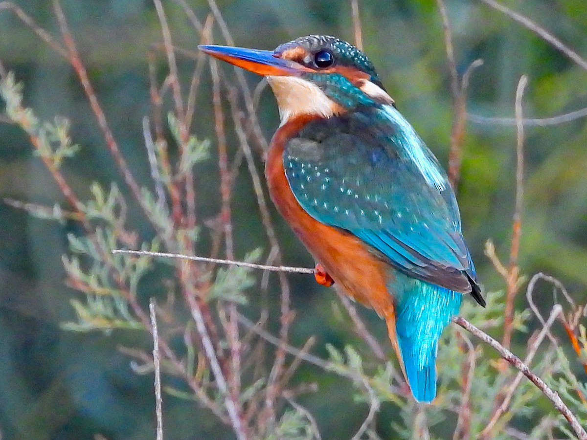 Martin-pêcheur d'Europe - ML610891771