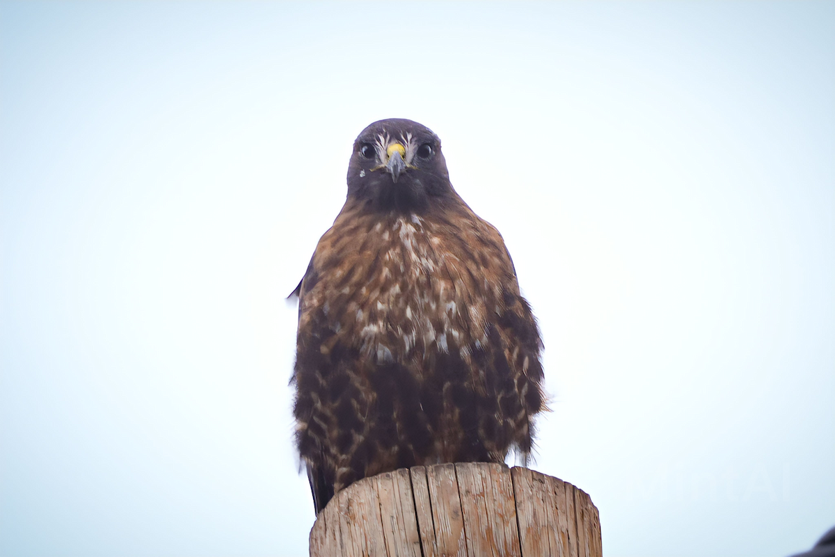 Red-tailed Hawk (calurus/alascensis) - ML610891805