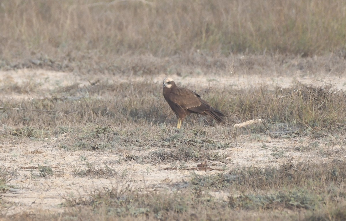 Western Marsh Harrier - ML610891816