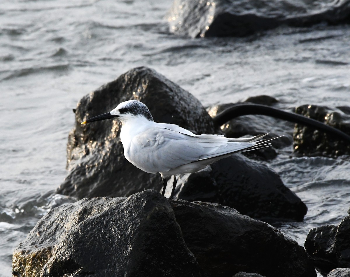 Sandwich Tern - ML610891817