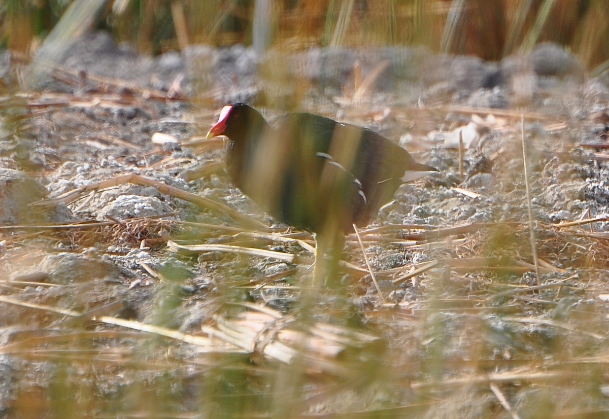 Common Gallinule (Altiplano) - ML610891824