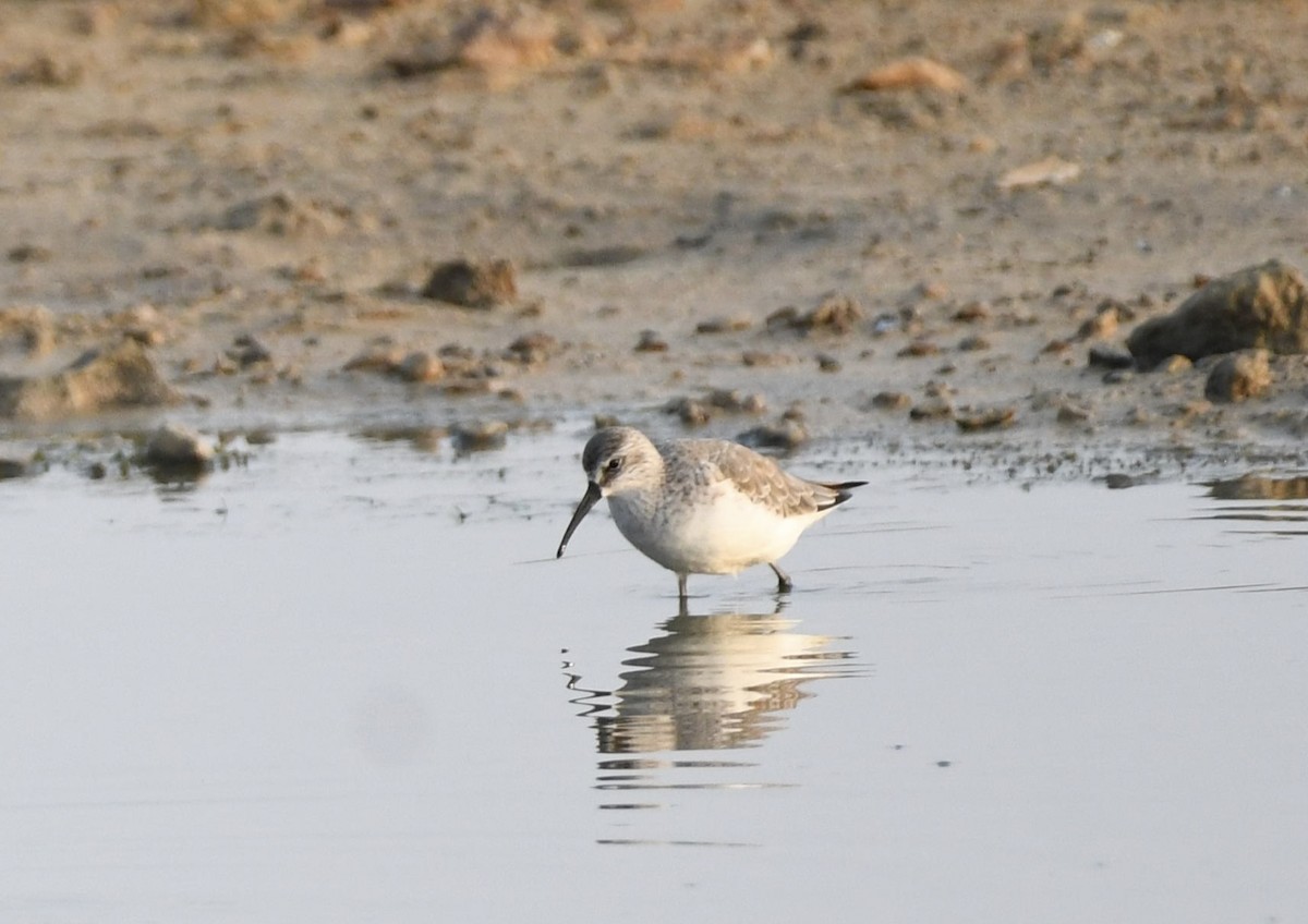 Curlew Sandpiper - ML610891826