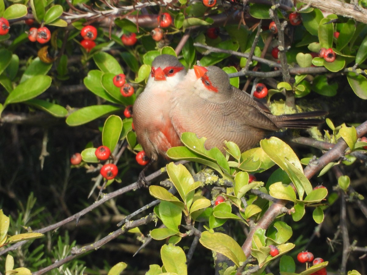 Common Waxbill - ML610891830