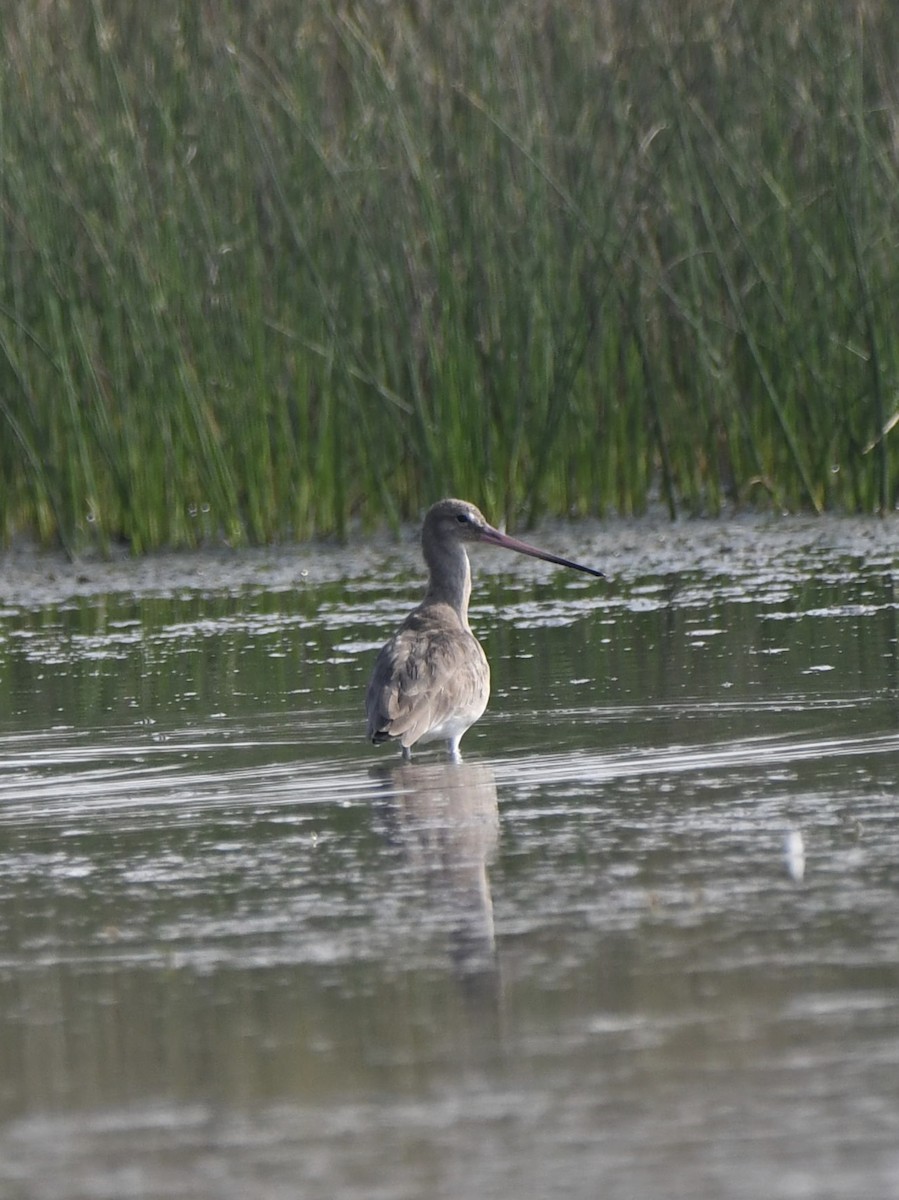 Black-tailed Godwit - ML610891838