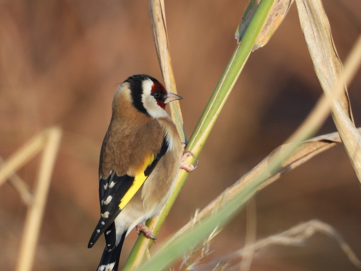 European Goldfinch - Maria João Marques Gomes