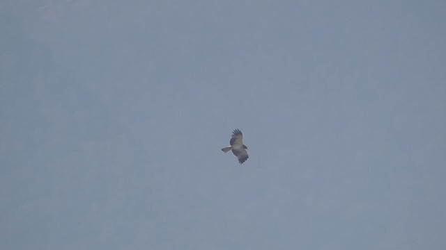 Booted Eagle - ML610891906