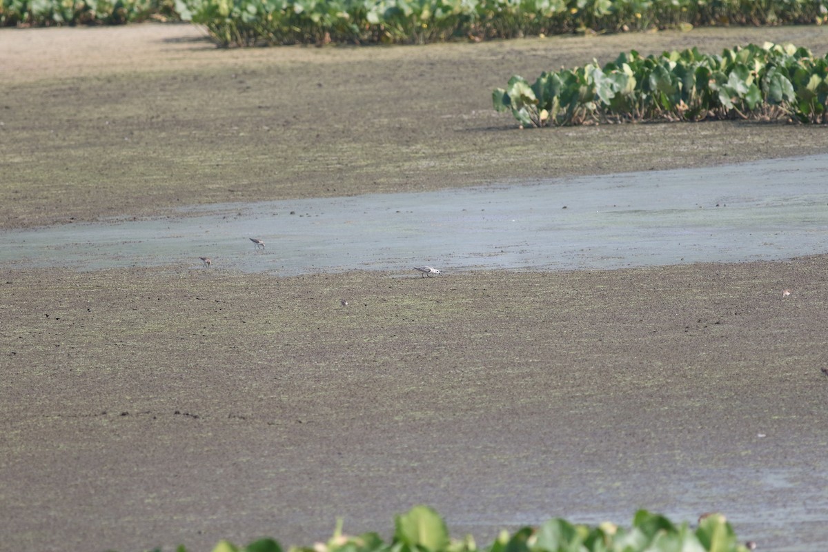 Bécasseau sanderling - ML610891926