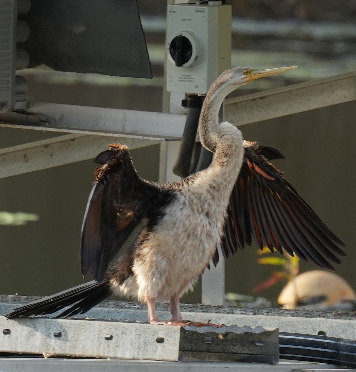 Austral-Schlangenhalsvogel - ML610891937