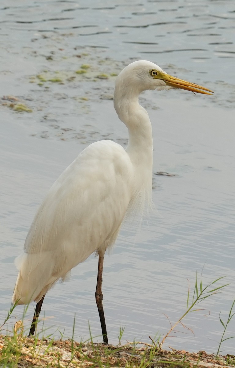 Great Egret - Samantha Duffy