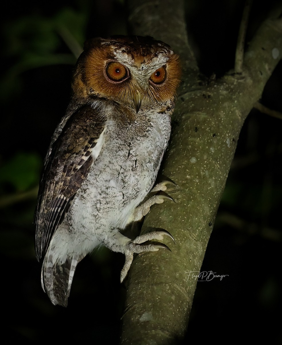 Negros Scops-Owl - ML610891955