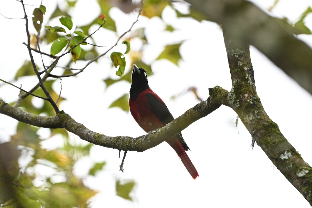 Maroon Oriole - ML610891972