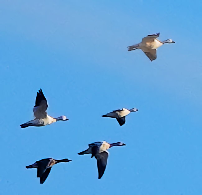 Ross's Goose - ML610892074