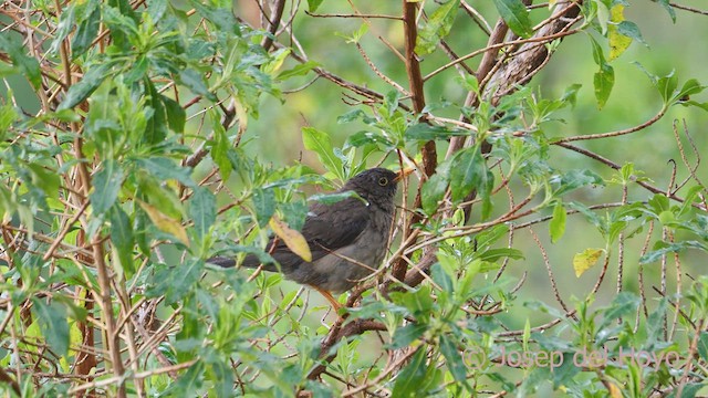 Great Thrush - ML610892078