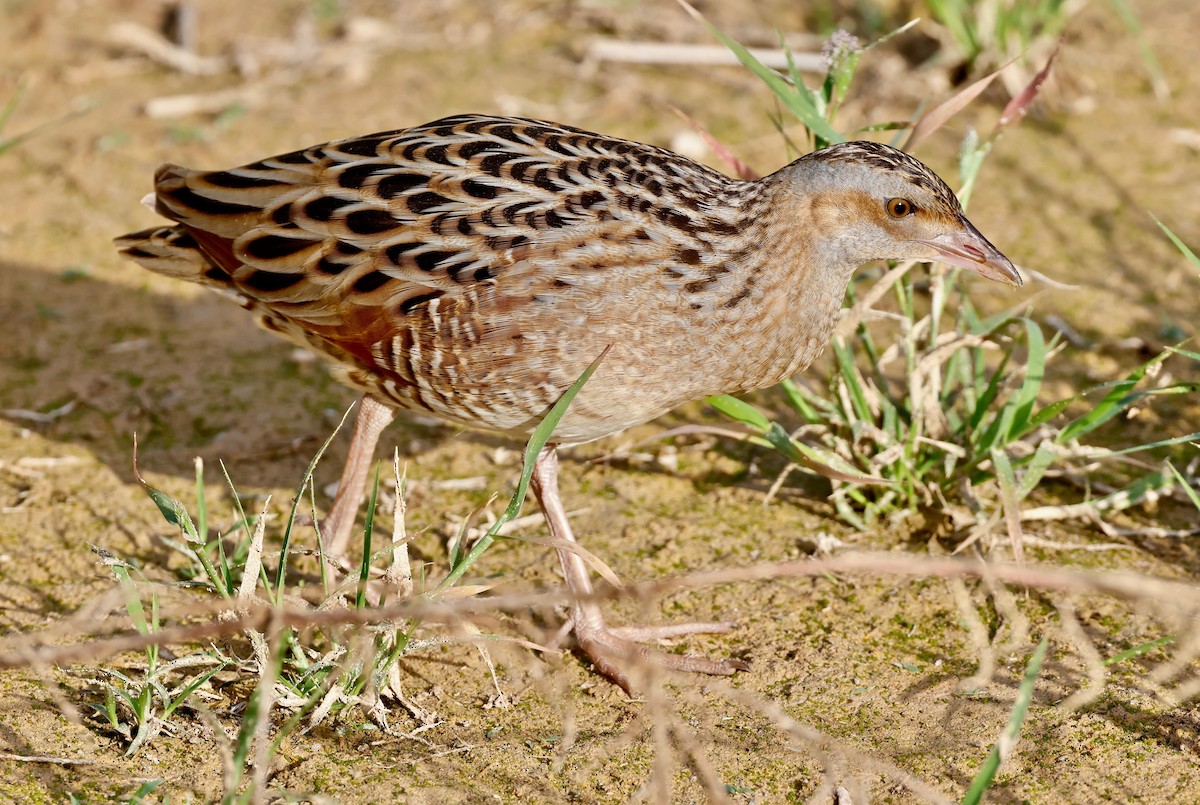 Corn Crake - ML610892102