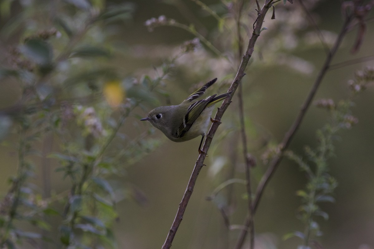 Ruby-crowned Kinglet - ML610892123