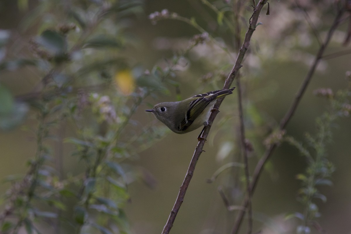 Ruby-crowned Kinglet - ML610892124