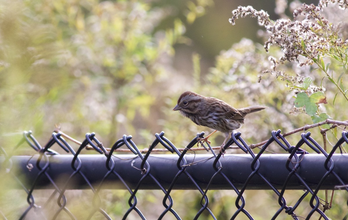 Song Sparrow - ML610892126