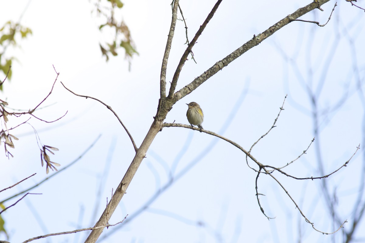 Yellow-rumped Warbler - ML610892129