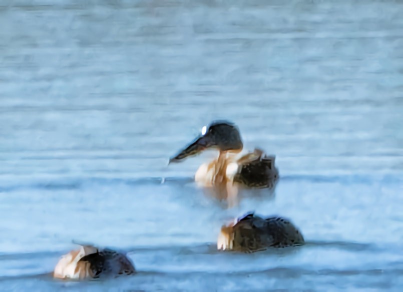 Northern Shoveler - ML610892130