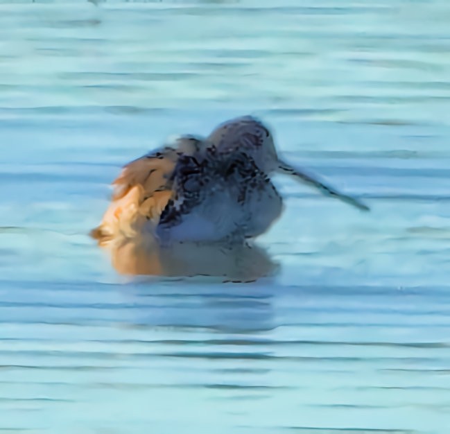 Wilson's Snipe - ML610892134