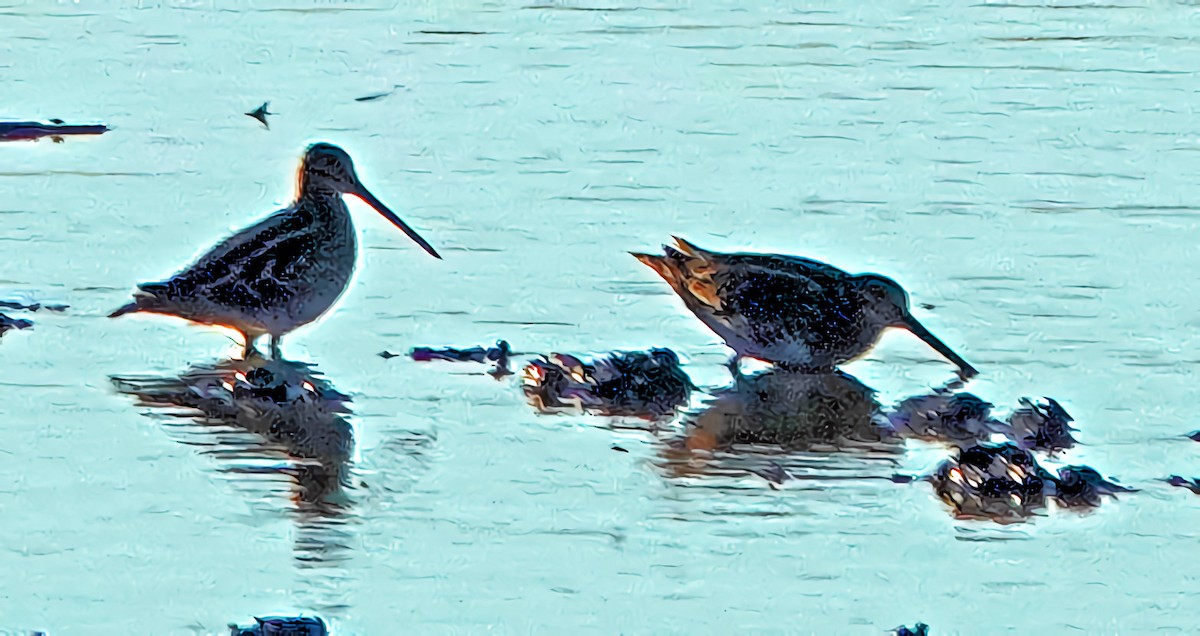 Wilson's Snipe - ML610892135