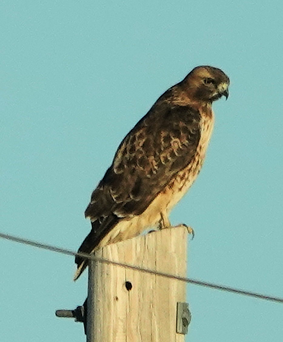 Red-tailed Hawk - ML610892139