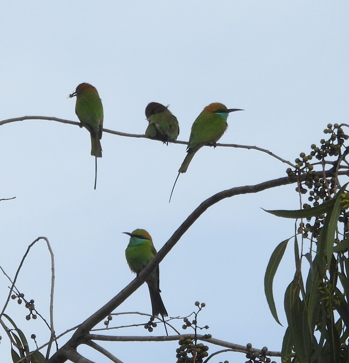 Asian Green Bee-eater - ML610892160