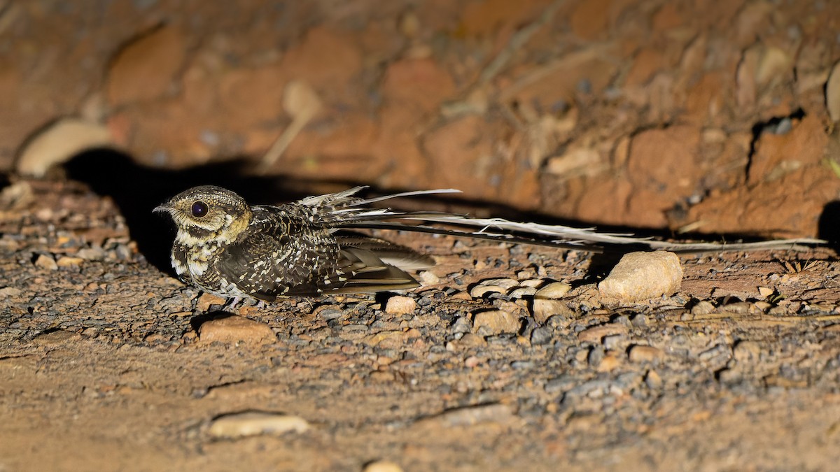 Long-trained Nightjar - ML610892172